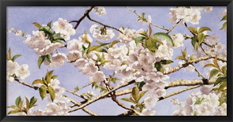 Framed Apple Blossoms Print