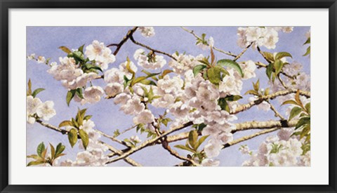 Framed Apple Blossoms Print