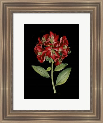 Framed Crimson Flowers on Black I Print