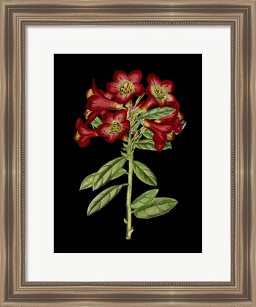 Framed Crimson Flowers on Black (A) IV Print