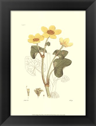 Framed Antique Floral Plate VII Print