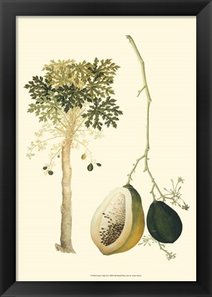 Framed Exotic Palms II Print