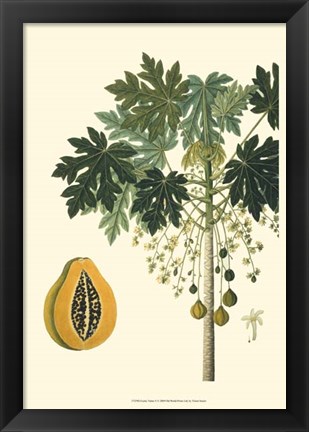 Framed Exotic Palms V Print