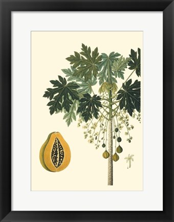 Framed Exotic Palms V Print