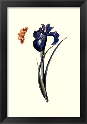 Framed Flora &amp; Fauna II Print