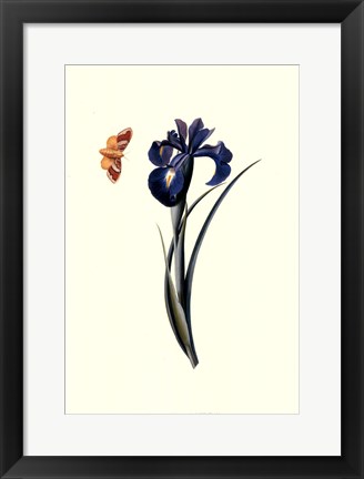 Framed Flora &amp; Fauna II Print