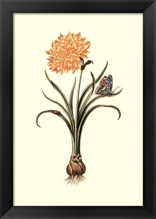 Framed Flora &amp; Fauna III Print