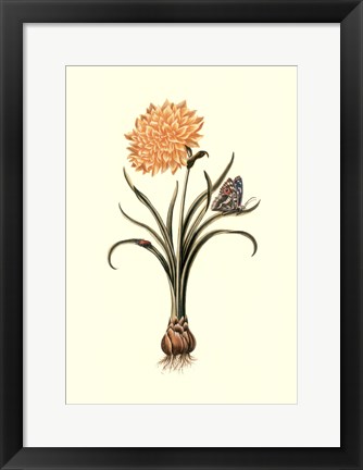 Framed Flora &amp; Fauna III Print