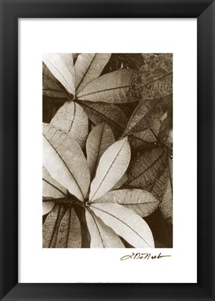 Framed Garden Textures I Print