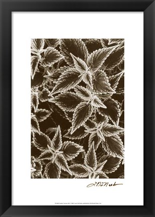 Framed Garden Textures III Print