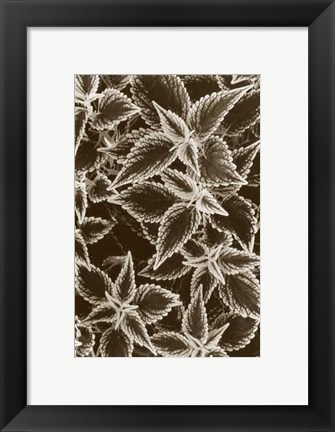 Framed Garden Textures III Print