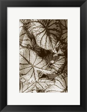 Framed Garden Textures IV Print