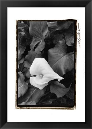 Framed Floral Elegance III Print