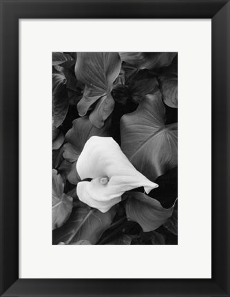 Framed Floral Elegance III Print