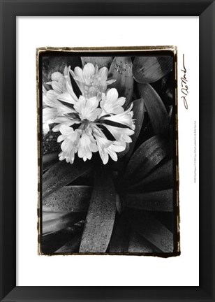 Framed Floral Elegance IV Print