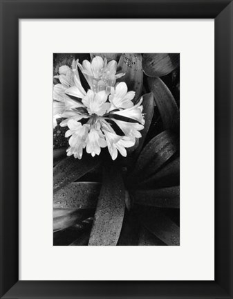 Framed Floral Elegance IV Print