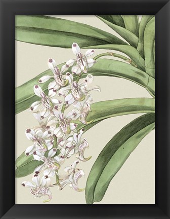 Framed Small Orchid Blooms I (P) Print