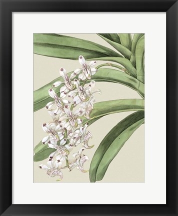 Framed Small Orchid Blooms I (P) Print