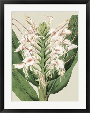 Framed Small Orchid Blooms IV (P) Print