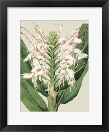 Framed Small Orchid Blooms IV (P) Print