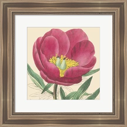 Framed Small Peony Collection I (P) Print