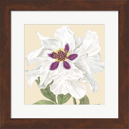 Framed Small Peony Collection IV (P) Print