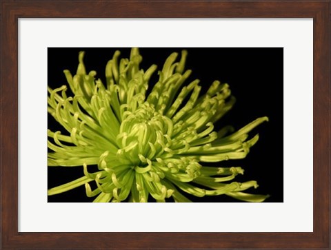 Framed Small Fuji Mum I (P) Print