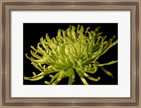 Framed Small Fuji Mum II (P) Print