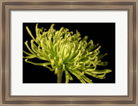 Framed Small Fuji Mum III (P) Print