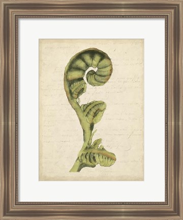 Framed Small Fiddlehead Ferns I (U) Print