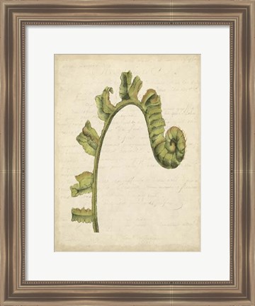 Framed Small Fiddlehead Ferns III (U) Print