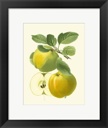 Framed Antique Green Apple Print