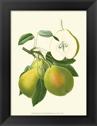 Framed Antique Green Pear Print