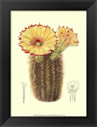 Framed Flowering Cactus I Print