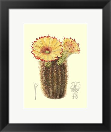 Framed Flowering Cactus I Print