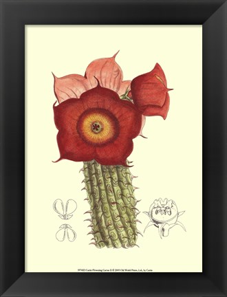 Framed Flowering Cactus II Print