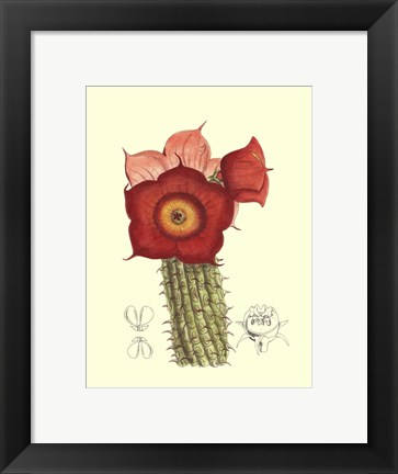 Framed Flowering Cactus II Print