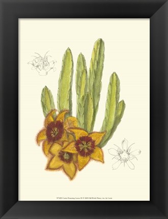 Framed Flowering Cactus III Print