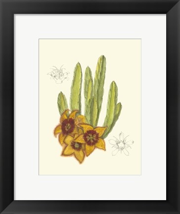 Framed Flowering Cactus III Print