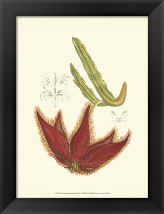 Framed Flowering Cactus IV Print