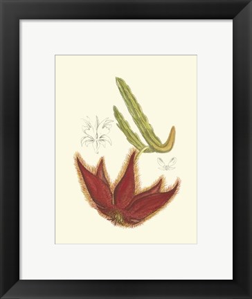 Framed Flowering Cactus IV Print