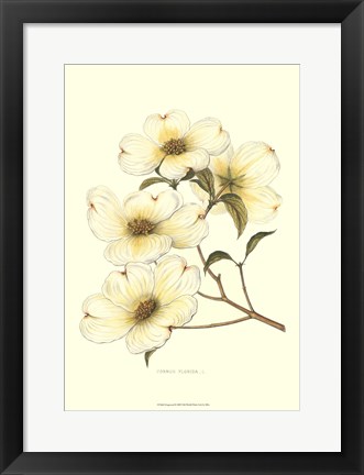 Framed Dogwood Print