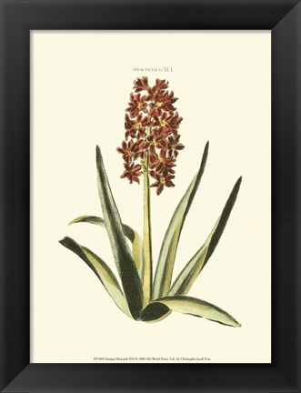 Framed Antique Hyacinth XVI Print