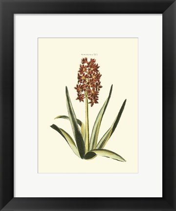 Framed Antique Hyacinth XVI Print