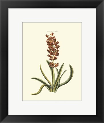 Framed Antique Hyacinth VII Print