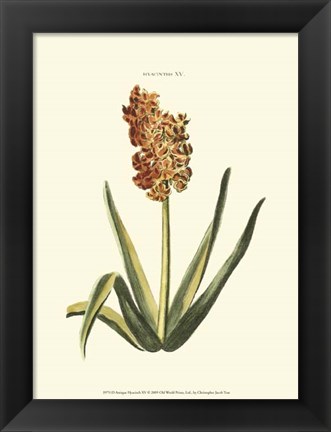 Framed Antique Hyacinth XV Print