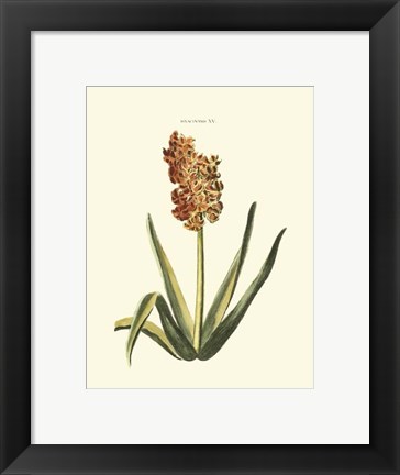 Framed Antique Hyacinth XV Print