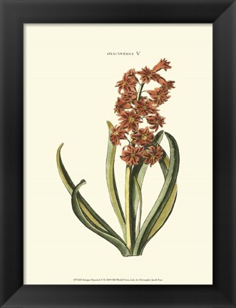 Framed Antique Hyacinth V Print