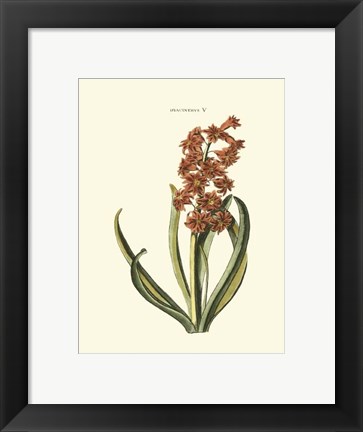 Framed Antique Hyacinth V Print