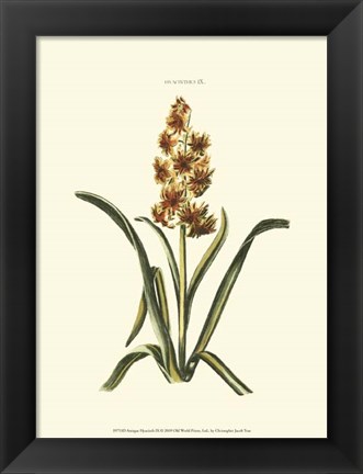 Framed Antique Hyacinth IX Print